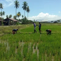 Babinsa Koramil 02 Wasile, Bantu Petani Bersihkan Rumput Gulma Pada Tanaman Padi