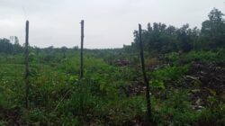 Oknum Babat Hutan Mangrove Desa Pandanwangi, Langgar Perpres No.92 Tahun 2020