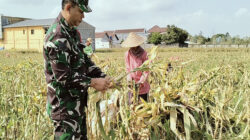 Dukung Ketahanan Pangan, Serka Sujarwo Bantu Panen Jagung Warga Desa Modangan