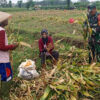 Dongkrak Swasembada Pangan Babinsa Desa Karangsono, Bantu Petani Panen Jagung