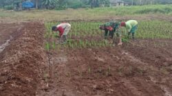 Babinsa Koramil 1009-03 Bati-Bati Bantu Petani Tanam Padi Dukung Oplah