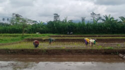 Musim Tanam Telah Tiba, Babinsa Sukosewu Aktif Bantu Petani Tanam Padi