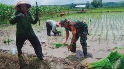 Koptu Wahyu Anugerah Bersama Warga Desa Gununggede, Tingkatkan Hanpangan Dengan Tanam Padi