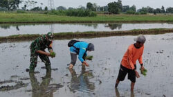 Upaya Dukung Ketahanan Pangan Wilayah, Babinsa Desa Kerjen Bantu Petani Tanam Padi