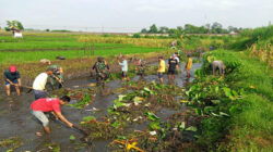 Koramil 0808/02 Garum Bersama Warga Lakukan Normalisasi Sungai dan Syukuran Dawuhan