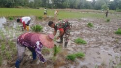 Babinsa Barabai Dampingi Petani Tanam Padi, Dukung Swasembada Pangan