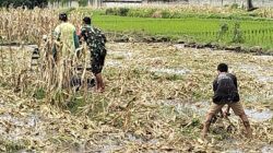 Babinsa Rejowinangun Dampingi penyiapan Lahan Musim Tanam Padi di Kademangan