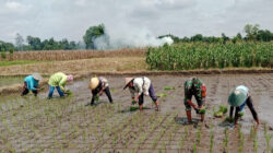 Kejar Swasembada Pangan, Babinsa Kebunduren Bantu Petani Tanam Padi