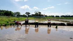 Gerakan Antisipasi Darurat Pangan, Koramil Kanigaran Dampingi Petani