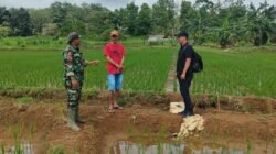 TNI dan Penyuluh Pertanian Tingkatkan Produksi Padi di Tanah Laut, Dukung Swasembada Pangan