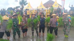 Tingkatkan Swasembada Pangan Nasional, Danramil 0811/12 Bancar Tuban Terjun Langsung Dampingi Petani Tanam Padi Di Desa Pugoh