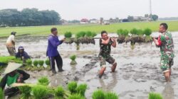 Perkuat Ketahanan Pangan, Babinsa Koramil Padangan Bojonegoro bantu Petani Tanam Padi