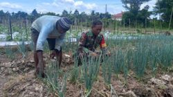 Babinsa Kampung Kaugapu Dampingi Petani Rawat Tanaman