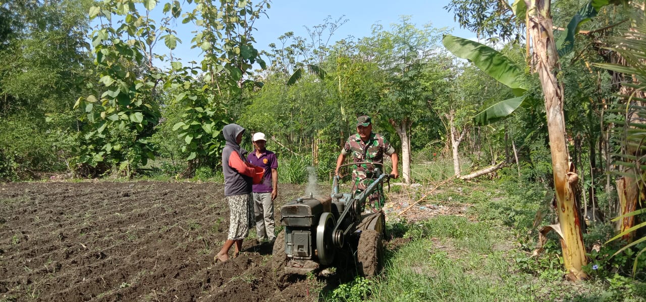 Koramil Leces Bantu Petani, Tingkatkan Kualitas Hasil Pertanian Probolinggo