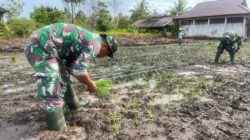 Sukseskan Program Ketahanan Pangan Babinsa Koramil 03/Kuala Kencana Bantu Petani Tanam Padi