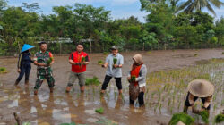 Percepat Masa Tanam, Babinsa Desa Olakalen Bersama Mantri Tani Dan PPL Dampingi Petani Tanam Padi