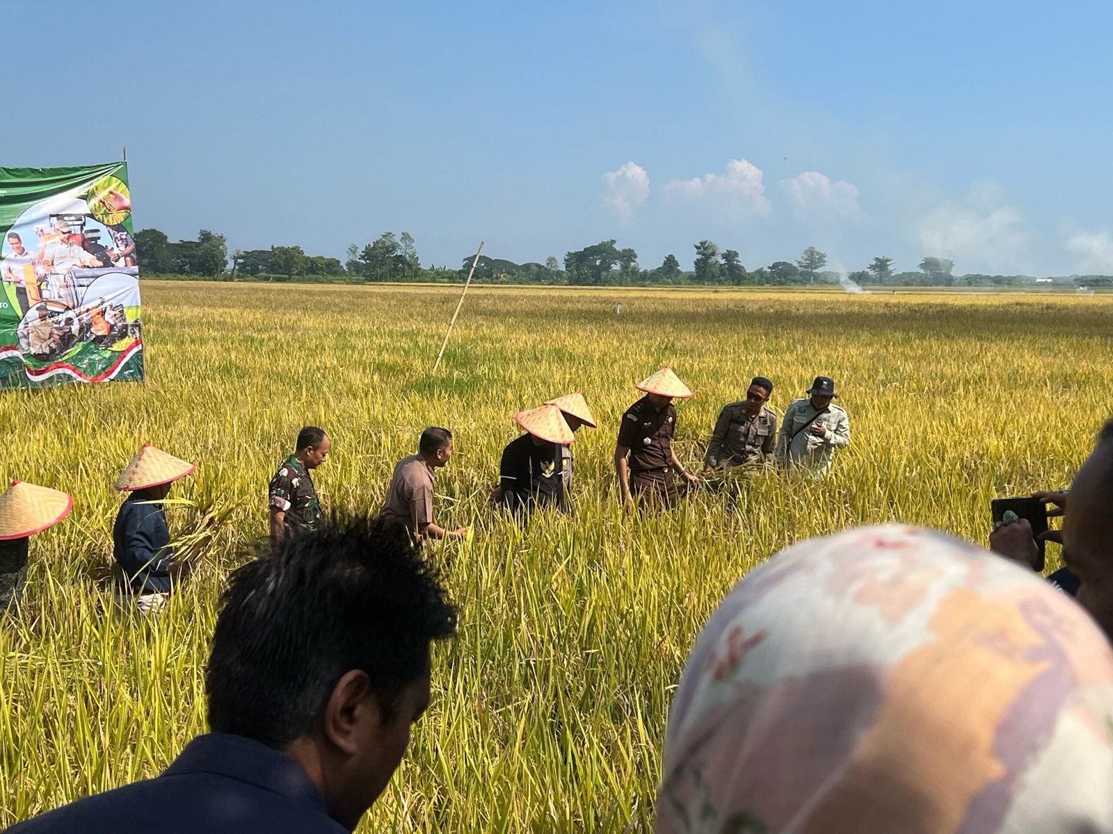 Dukung Ketahanan Pangan, Kapolres Probolinggo Panen Raya di Asembagus