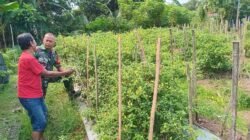 Babinsa Koramil Labuan Amas Utara Dampingi Petani Cabe Tingkatkan Produksi