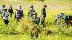 Dukung Ketahanan Pangan, Satgas TMMD 125 Bojonegoro Panen Padi Bersama Poktan