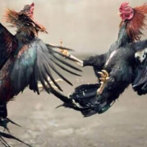 Sabung Ayam dan Dadu Marak di Sukorejo, Penegak Hukum Dinilai Tumpul ke Atas