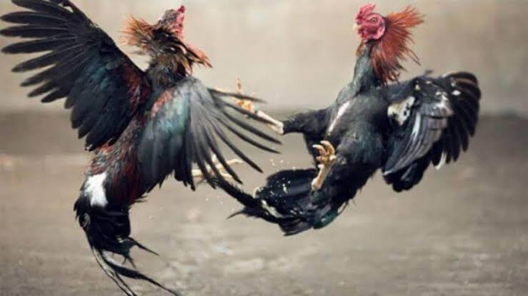 Marak Sabung Ayam di Mojoroto, Penegakan Hukum Dipertanyakan