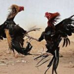 Aktivitas Perjudian Sabung Ayam Kembali Marak di Jember, Warga Desak Polres Bertindak Tegas