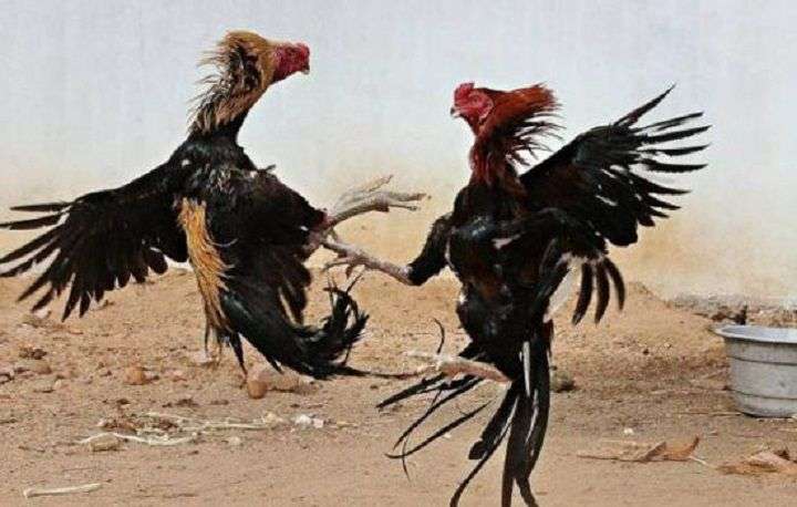 Aktivitas Perjudian Sabung Ayam Kembali Marak di Jember, Warga Desak Polres Bertindak Tegas