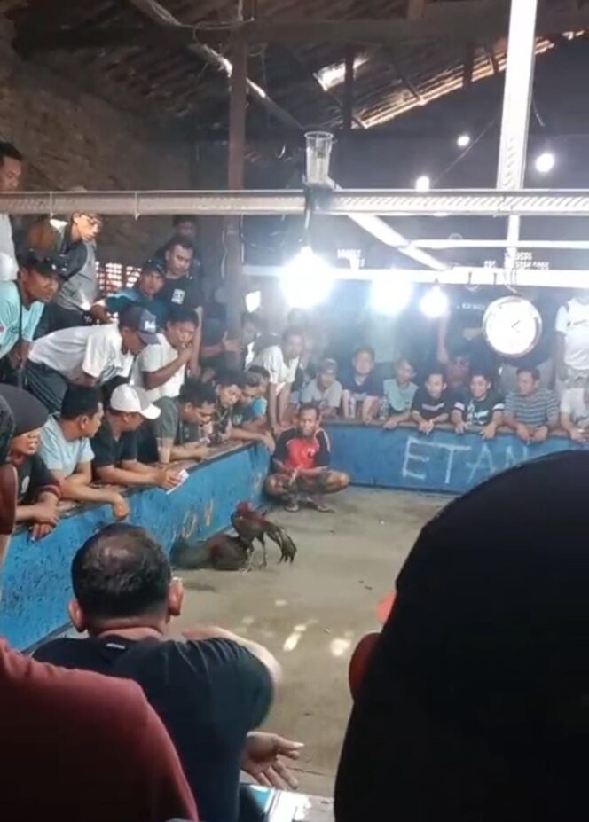 Fenomena Judi Sambung Ayam di Grobogan: Warga Desak Penegakan Hukum yang Tegas