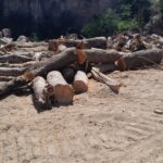 Sulaiman Pertanyakan Transparansi Polres Probolinggo dalam Penanganan Penebangan Ilegal