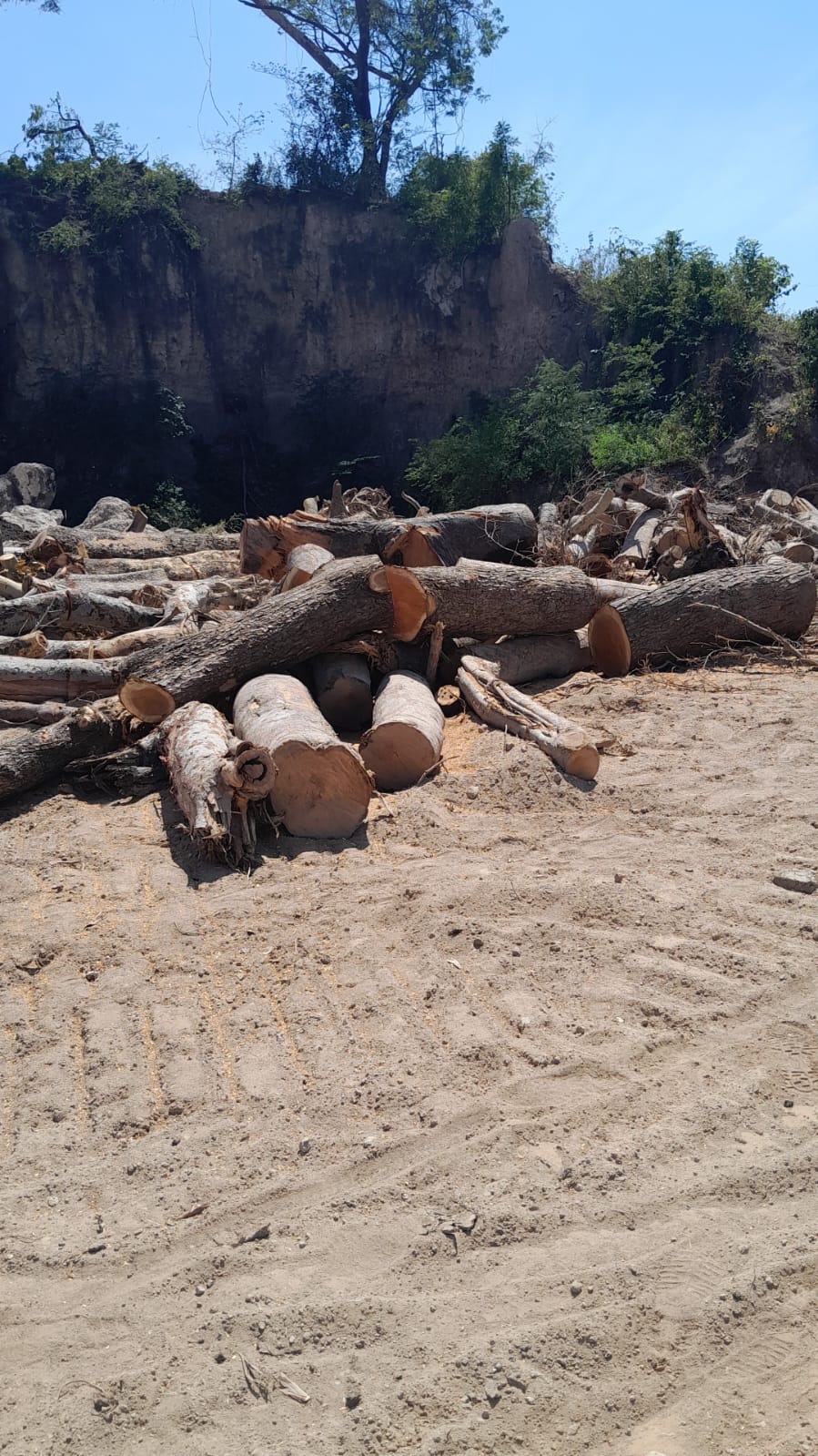 Sulaiman Pertanyakan Transparansi Polres Probolinggo dalam Penanganan Penebangan Ilegal