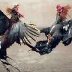 Sabung Ayam Berkedok Tradisi Diduga Jadi Sarang Perjudian Terorganisir di Kota Malang