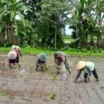 Babinsa Ngoran Dampingi Kelompok Tani Berkah Tani dalam Penanaman Padi Di Nglegok