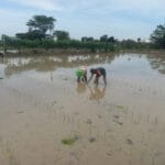 Wujud Kepedulian TNI Pada Ketahanan Pangan, Babinsa Kaweron Bantu Petani Tanam Padi