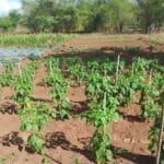 Satgas Yonif 312/KH Rawat Tanaman, Rawat Persaudaraan di Perbatasan