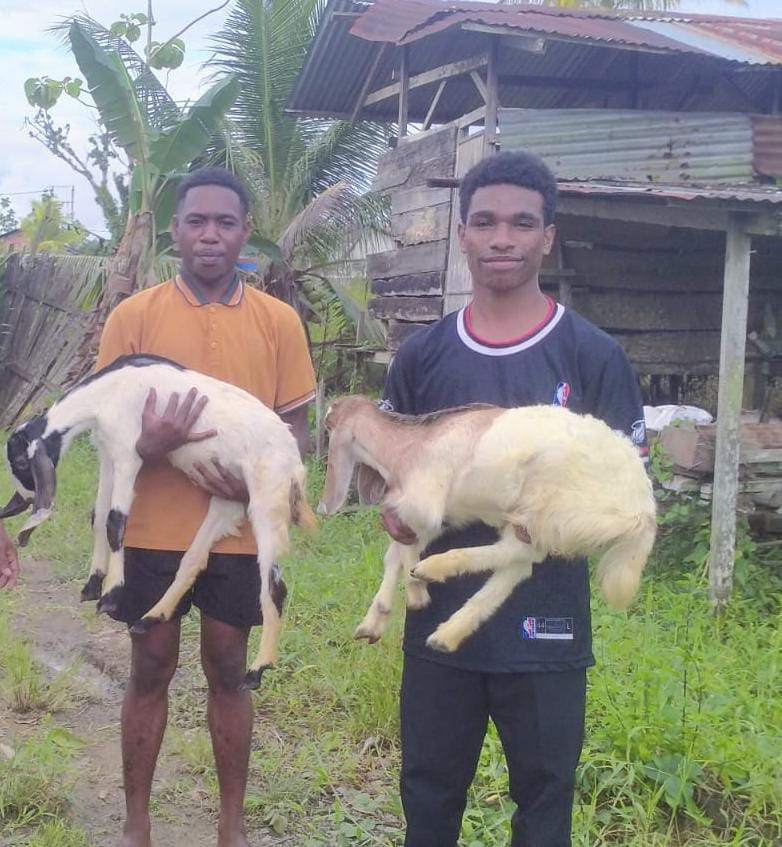 Prabowo Dorong Ekonomi Rakyat Papua Barat Daya Lewat Bantuan Ternak Berbasis Adat