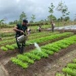 Hijaukan Perbatasan! Satgas 312/KH dan Warga Kirely Giat Rawat Kebun Sayur