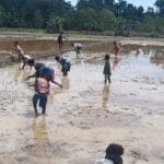 Satgas TMMD ke-126 Kodim 1810/Tambrauw dan Dinas Pertanian Tambrauw Gelar Penyuluhan dan Penanaman Padi di Distrik Yembun