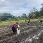 Dari Tanah Perbatasan, Tumbuh Harapan Baru: Satgas 312/KH Tanam Jagung di Rawabiru
