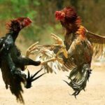 Skandal Judi Terbuka di Ponorogo: Polisi Diduga Tersandera Kepentingan