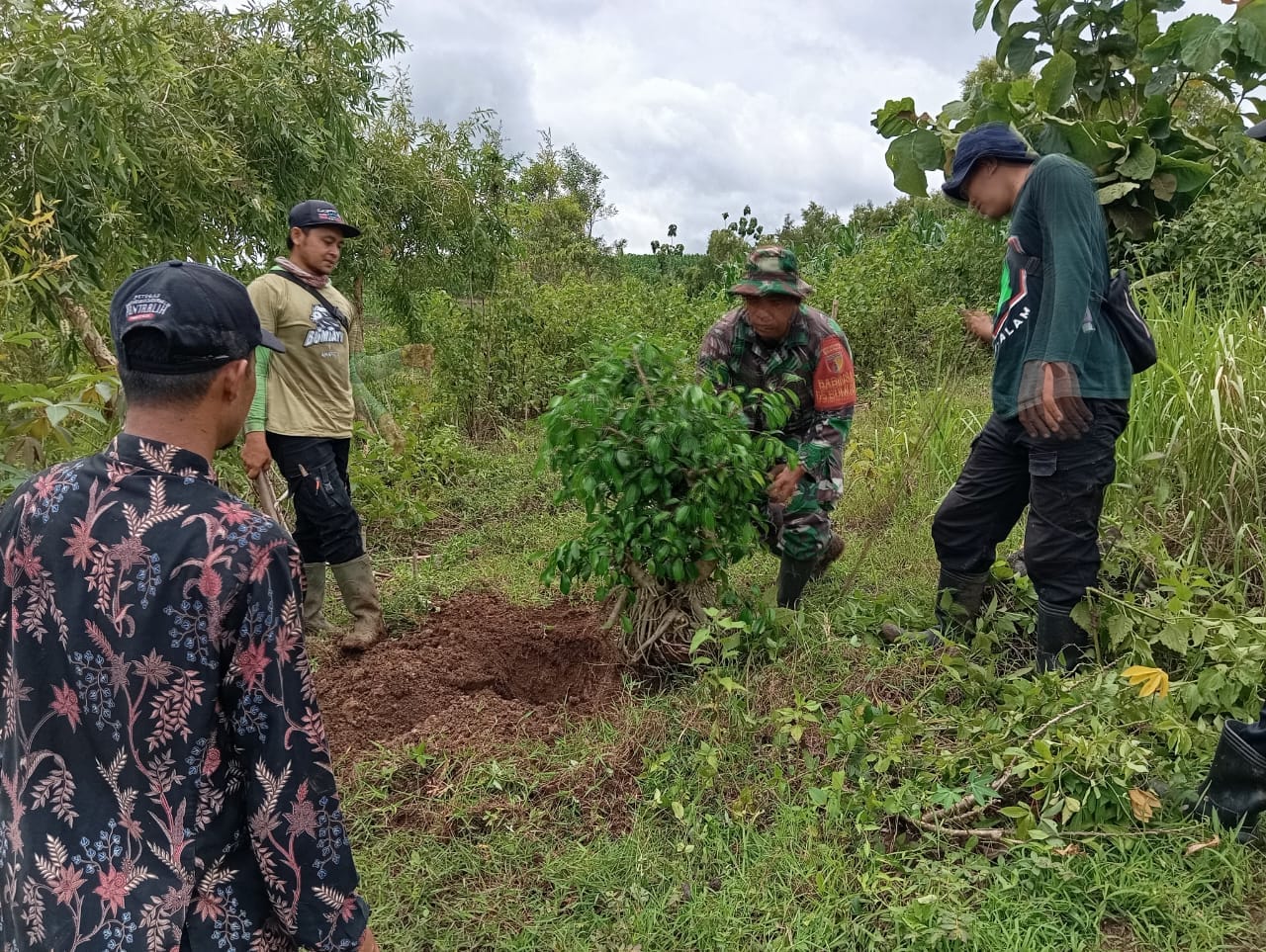 Dukung Penghijauan di Wilayah Binaan, Babinsa Desa Bumiayu Laksanakan Penanaman Pohon Bersama