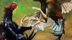 Arena Sabung Ayam Jadi Bukti Hukum Dipermainkan? Polres Batu Disorot!