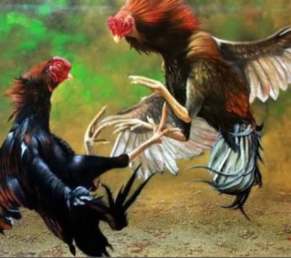 Arena Sabung Ayam Jadi Bukti Hukum Dipermainkan? Polres Batu Disorot!