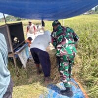 Babinsa Sukorejo Koramil 0808/09 Sutojayan Bantu Panen Padi Dukung Ketahanan Pangan Di Blitar