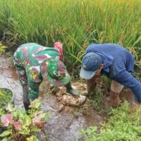 Babinsa Desa Kalimanis Dampingi Program TNI Manunggal Air untuk Pengairan Sawah Warga