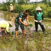 Wujudkan Ketahanan Pangan Wilayah, Babinsa Srengat Dampingi Warga Tanam Padi