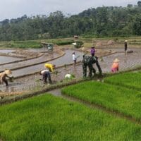 Wujudkan Ketahanan Pangan, Babinsa Gandusari Turun Ke Sawah Bantu Petani Tanam Padi