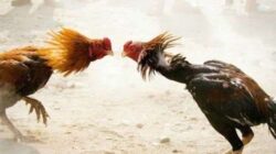 Skandal Perjudian Sabung Ayam Kembali Marak, Publik Pertanyakan Penegakan Hukum