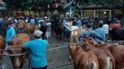 Aktivitas Tinggi Tanpa Proteksi, Penipuan Sapi di Wonoasih Hantui Pasar Tradisional