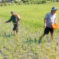 Babinsa Dermojayan Wujudkan Ketahanan Pangan, Turun Langsung Bantu Petani Memupuk Padi