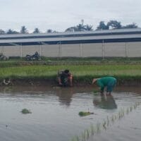 Dukung Ketahanan Pangan Nasional, Serda Dedy Awang Dampingi Penanaman Padi Milik Bapak Sumino